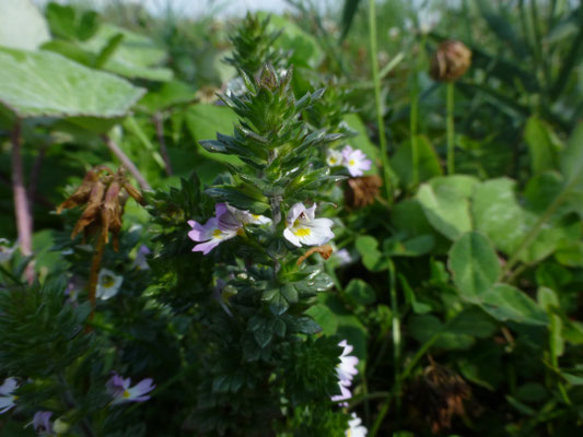 Euphrasia stricta - Stijve ogentroost