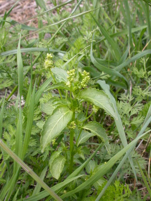 Mercurialis perennis - Bosbingelkruid