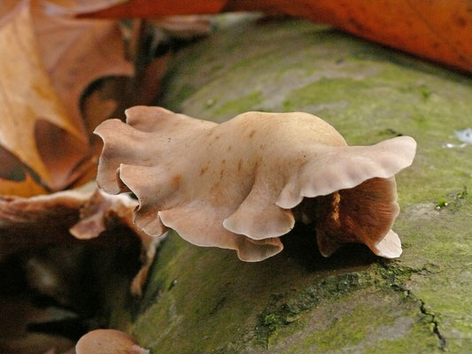 Crepidotus mollis - Week oorzwammetje