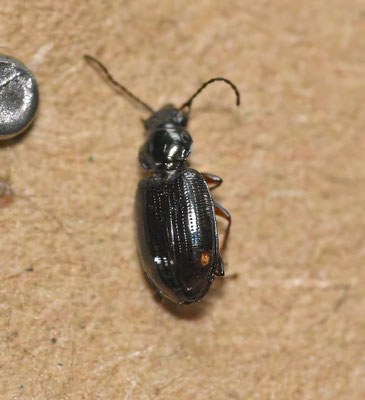 Bembidion biguttatum - Tweevlekpriemkever
