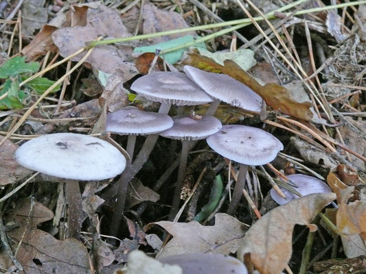 Mycena pura - Gewoon elfenschermpje