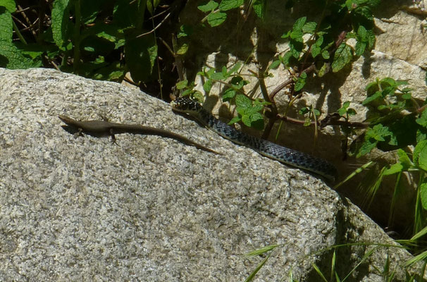 Algyroides fitzingeri belaagd door Hierophis viridiflavus