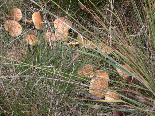 Suillus bovinus - Koeienboleet