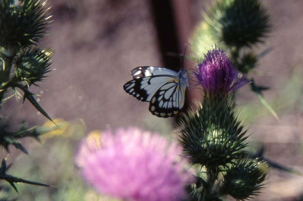 Northern Jezebel