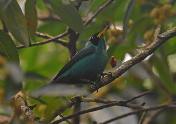 Green Honeycreeper