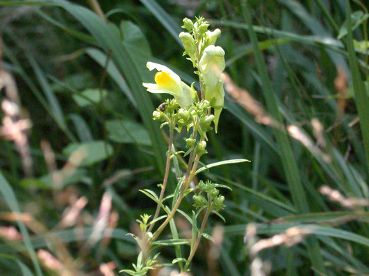 Linaria vulgaris - Vlasbekje
