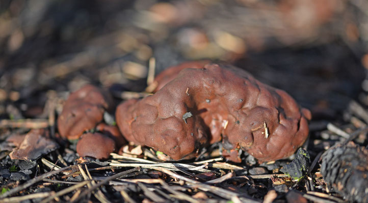 Rhizina undulata - Oliebolzwam