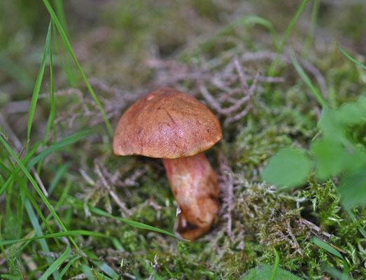 Robijnboleet