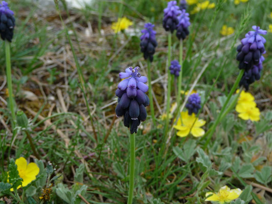 Muscari neglectum