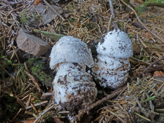 Amanita excelsa - Grauwe amaniet