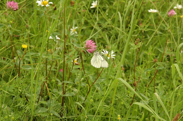 groot geaderd witje (Aporia crataegi)