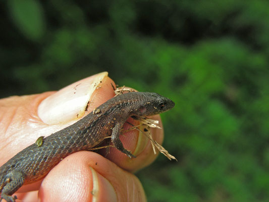 Alepoglossus angulatus - Northern Teiid