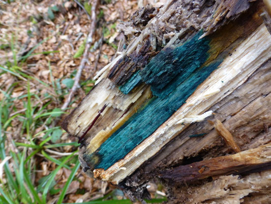 Chlorociboria aeruginascens  ss. lato - Kopergroenbekerzwam