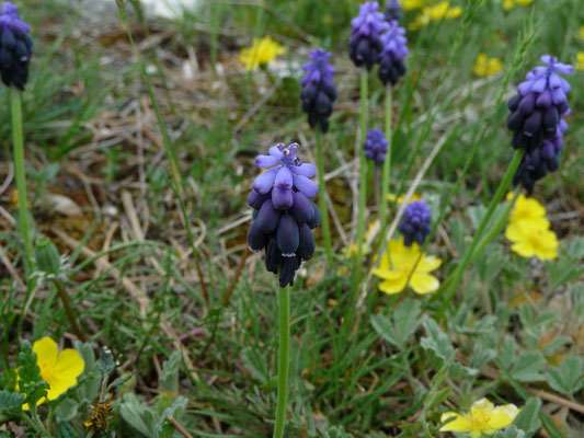 Muscari neglecta