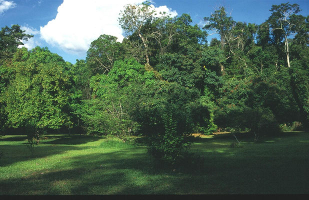 Julatten Kingfisher Park