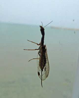 Dichrostigma flavipes