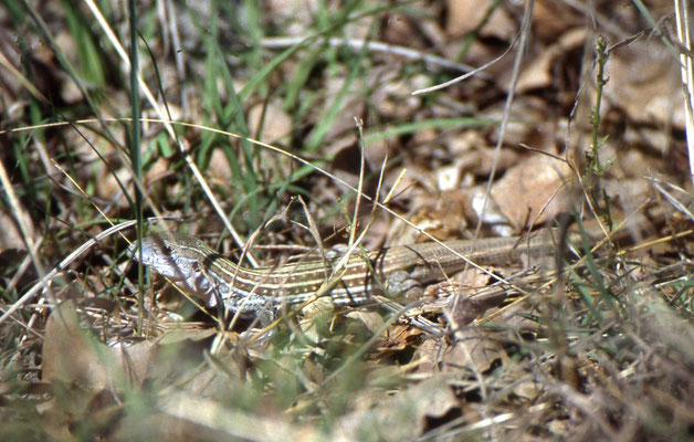 Texas Spotted Whiptail