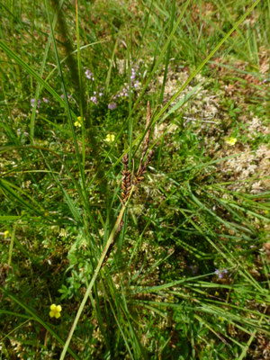 Carex hirta - Ruige zegge