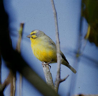 Mozambiquesijs