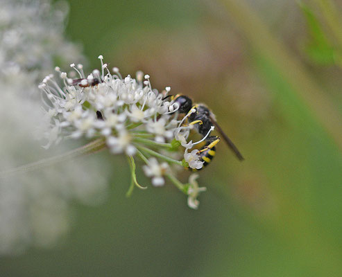 Ectemnius fossorius