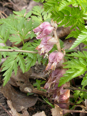 Lathraea squamaria - Bleke schubwortel