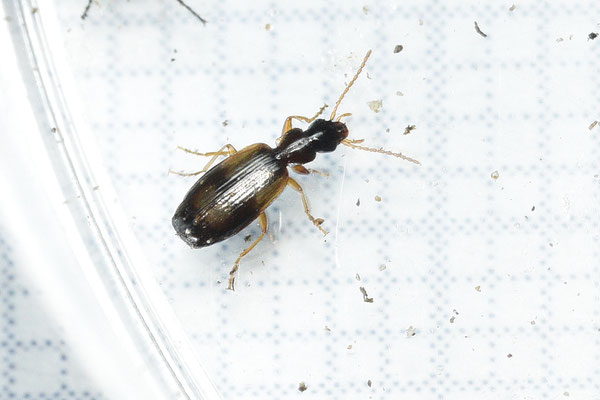 Philorhizus crucifer confusus - Duinschorsloper