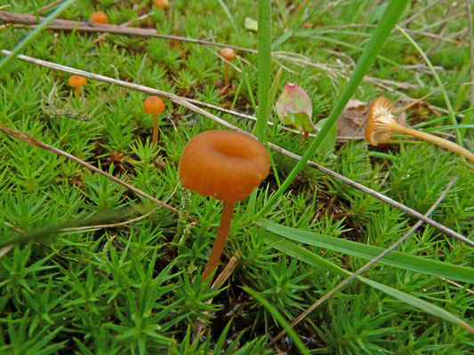 Rickenella fibula - Oranjegeel trechtertje