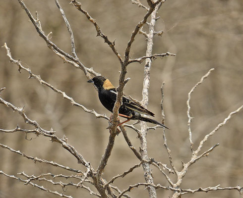Bobolink