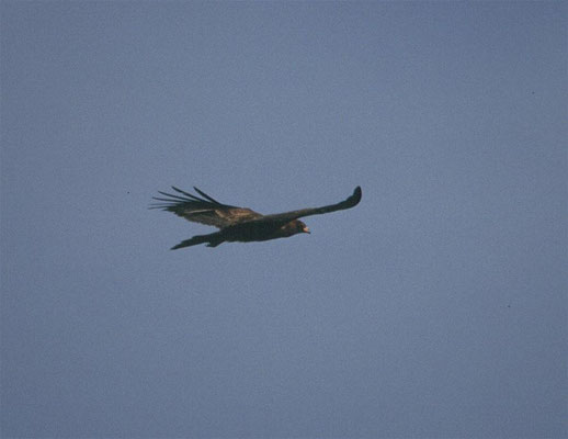 African Harrierhawk