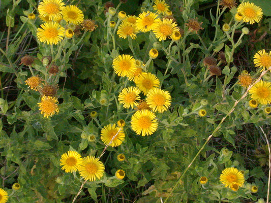 Pulicaria dysenterica  Heelblaadjes
