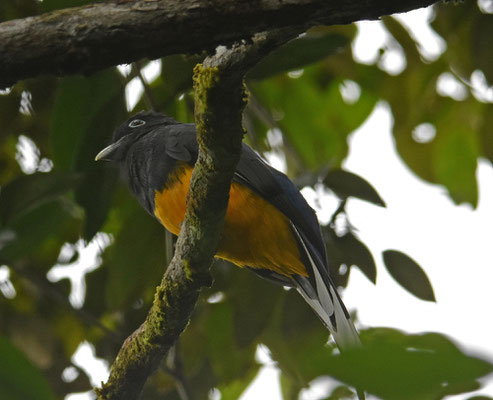 Green-backed Trogon