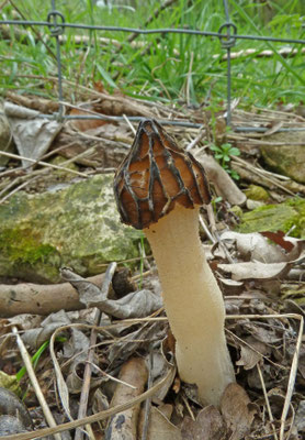 Mitrophora semilibera - Kapjesmorielje