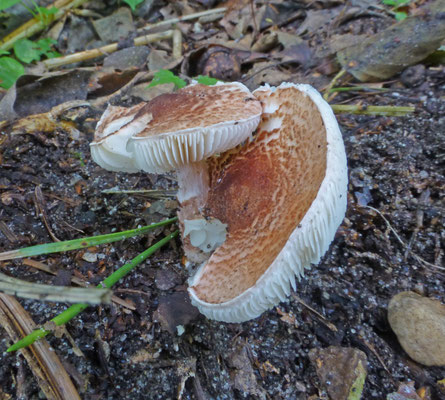 Lepiota subincarnata - Vaalroze parasolzwam