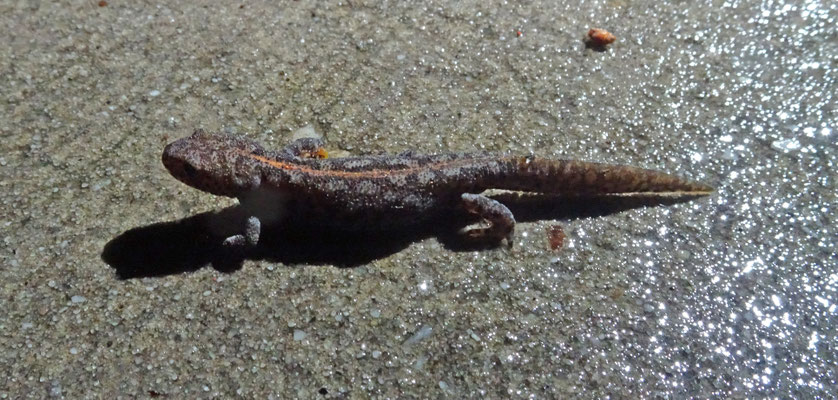 Alpenwatersalamander
