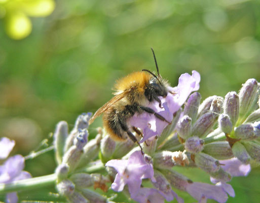 Bombus pascuorum - Akkerhommel