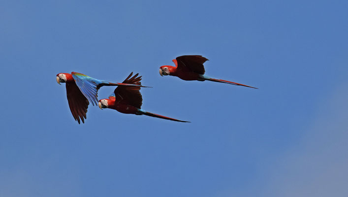 Red-and-Green Macaw