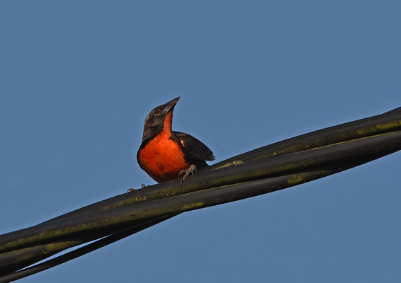 Red-breasted Meadowlark