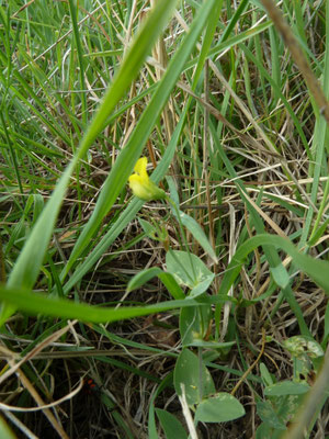 Lathyrus aphaca - Naakte lathyrus