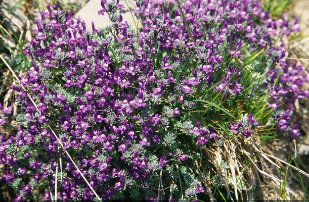 Linaria alpina - Alpen-vlasleeuwenbek