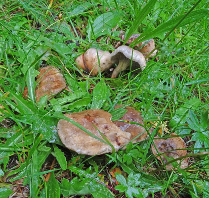 Gomphidius maculatus - Lariksspijkerzwam (Tirol)