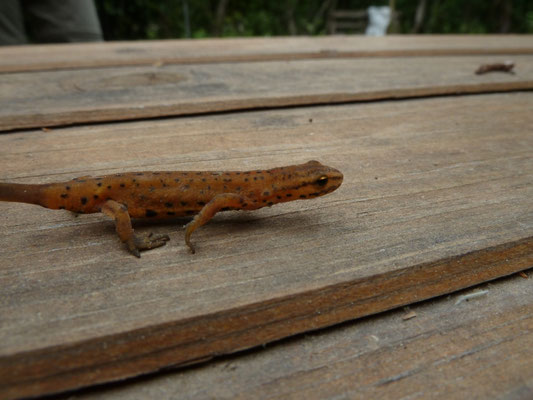 Lissotron vulgaris graecus