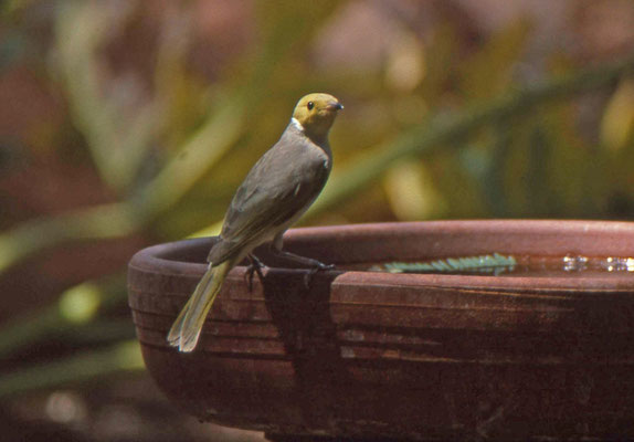 White-plumed Honeyeater