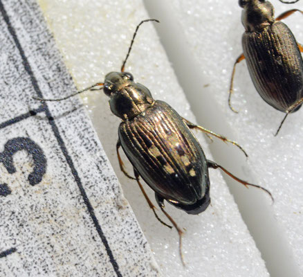Bembidion argenteolum - Zilveren priemkever