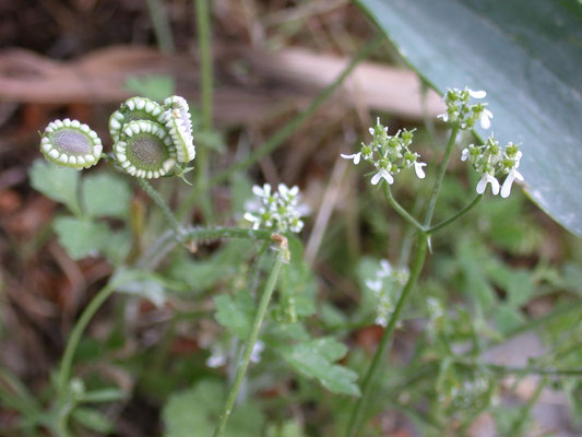 Tordylium apulum