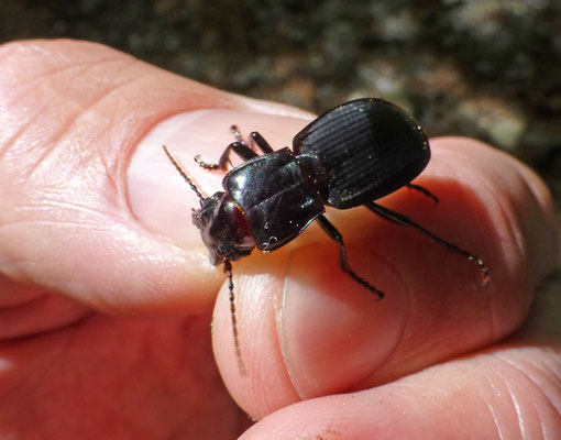 Percus species (Corsica)