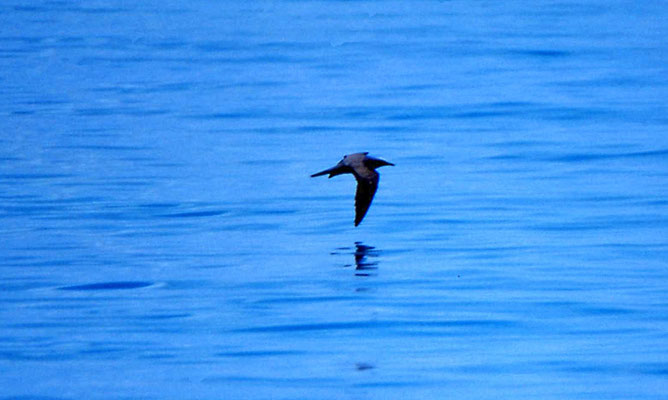 Common Noddy