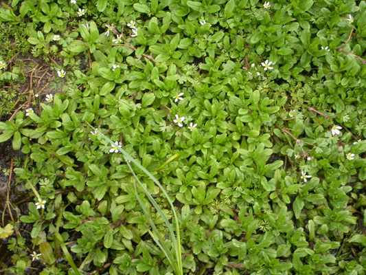 Ranunculus ololeucos - Witte waterranonkel