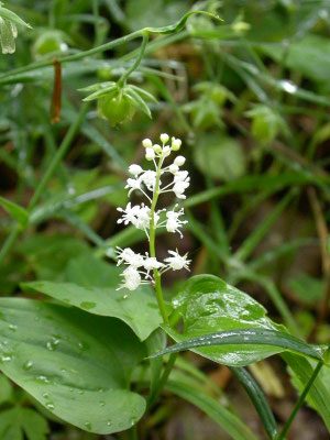 Maianthemum bifolium - Dalkruid