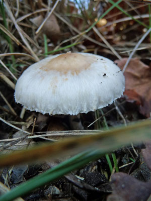 Lepiota erminia (alba) - Duinparasolzwam