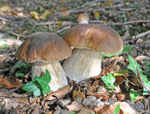 Boletus reticulatus - Vroeg eekhoorntjesbrood